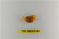 藏品(太魯閣澤蟹)的圖片